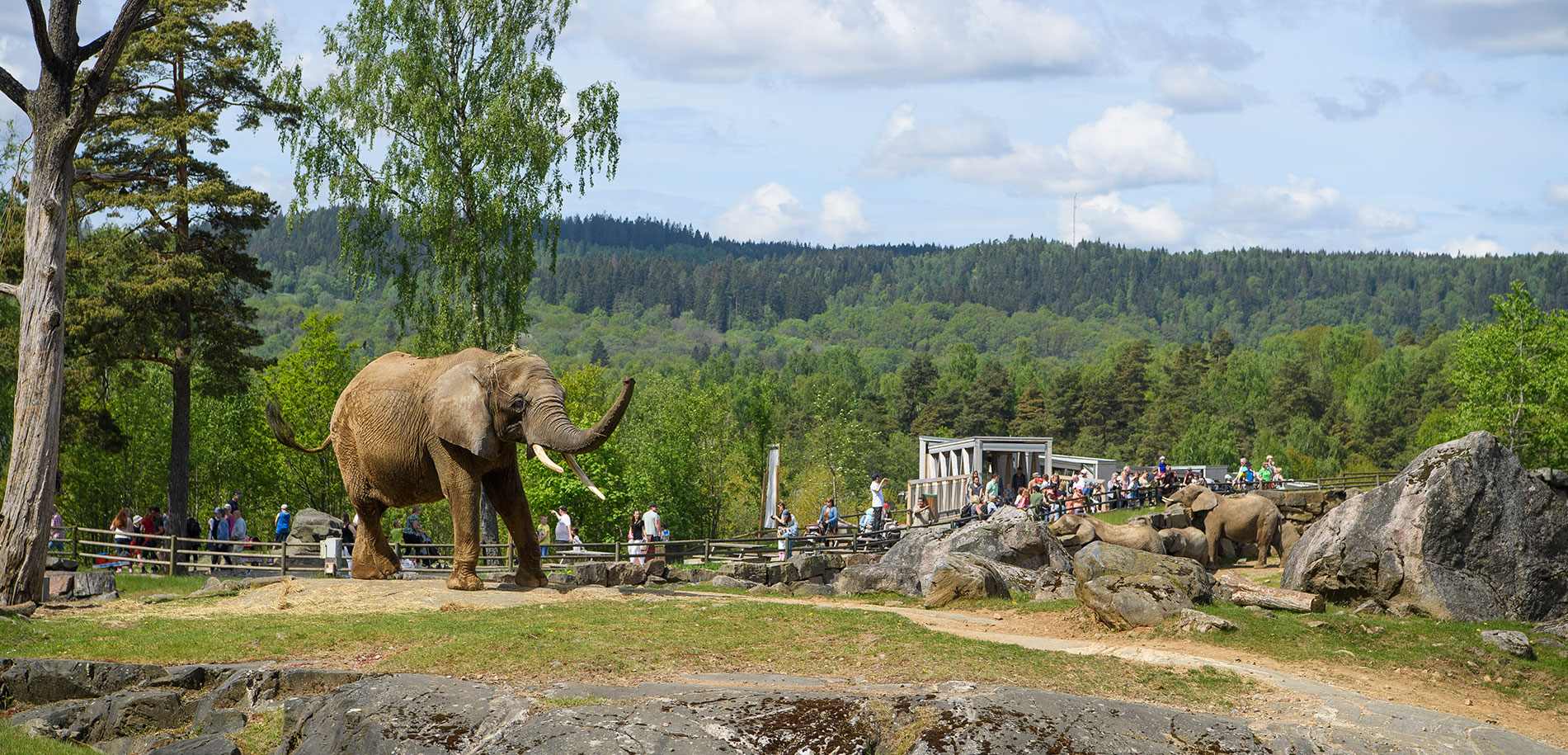 10 bästa djurparkerna för en skolresa – En guide till Sveriges djurparker