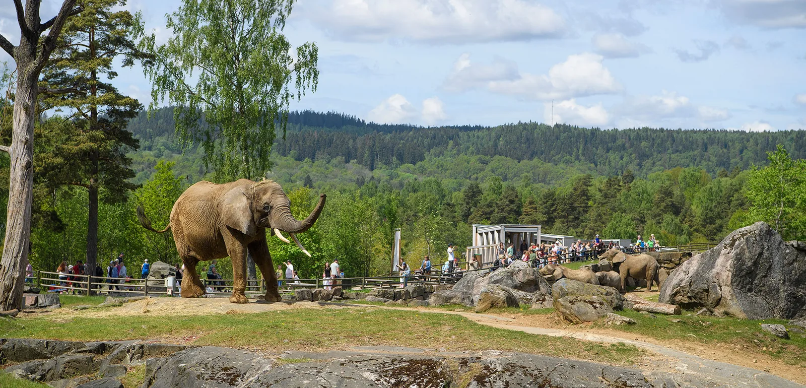 10 bästa djurparkerna för en skolresa – En guide till Sveriges djurparker