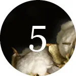 en femma och en bomullsplanta