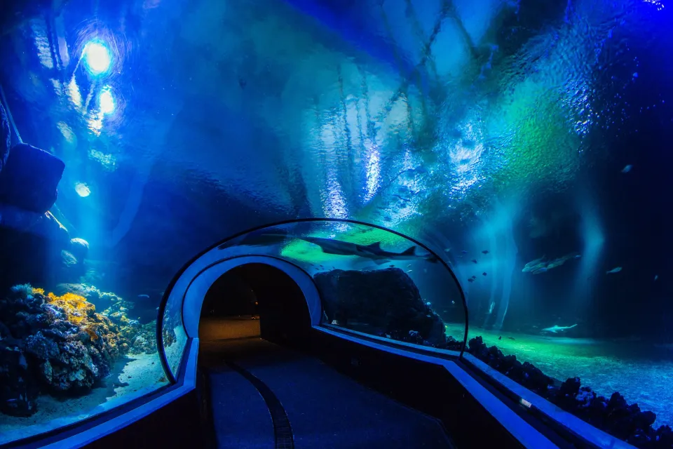 klassresa göteborg universeum akvarium tunnel elever besöker