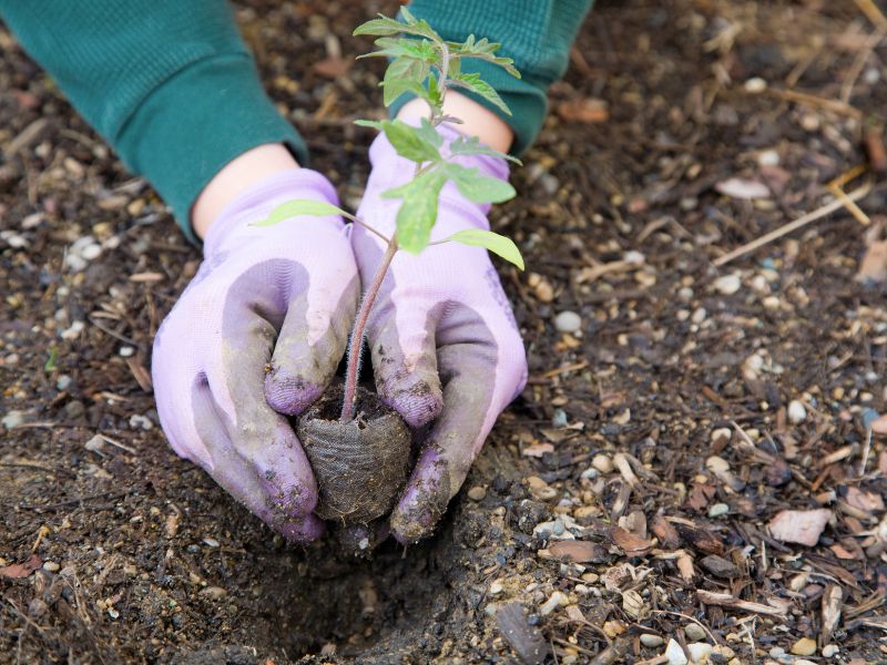 hjälpa till i trädgårde tjäna pengar till klassen